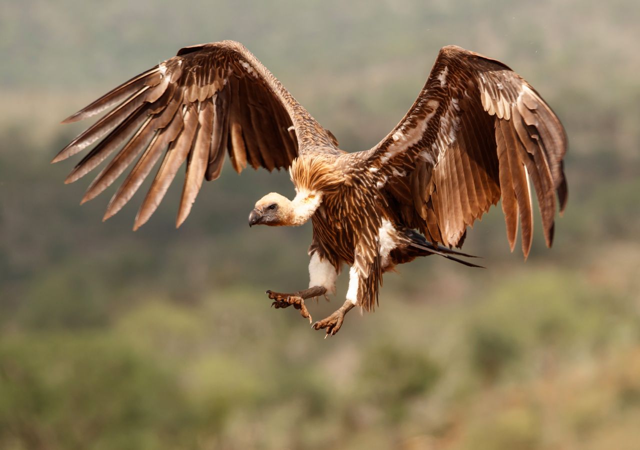 Conhe a A Harpagornis A Maior guia Que J Existiu Na Terra 