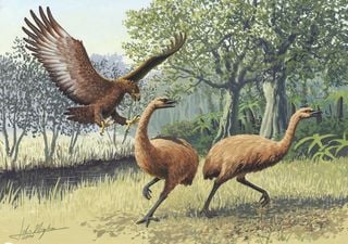 Harpagornis: Der größte Adler, der jemals auf der Erde gelebt hat! 