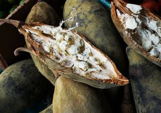 Découvrez le baobab : le superaliment africain qui conquiert les palais du monde entier