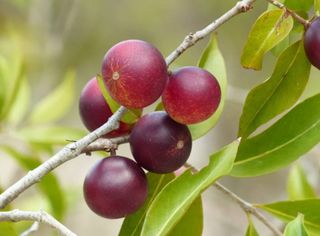 Conheça o Camu-Camu: a fruta brasileira que tem mais vitamina C que a laranja