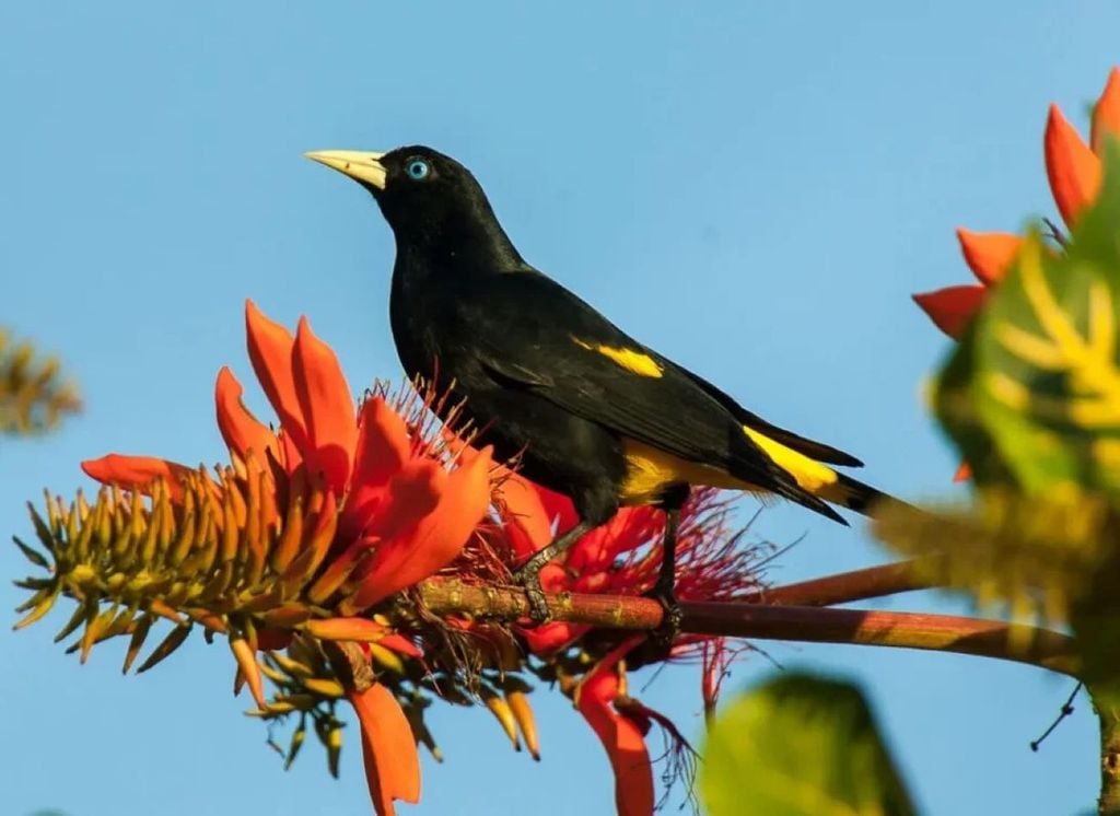 The japiim can perfectly imitate the sounds of other birds, such as toucans and parakeets, and even other mammals, such as capuchin monkeys.