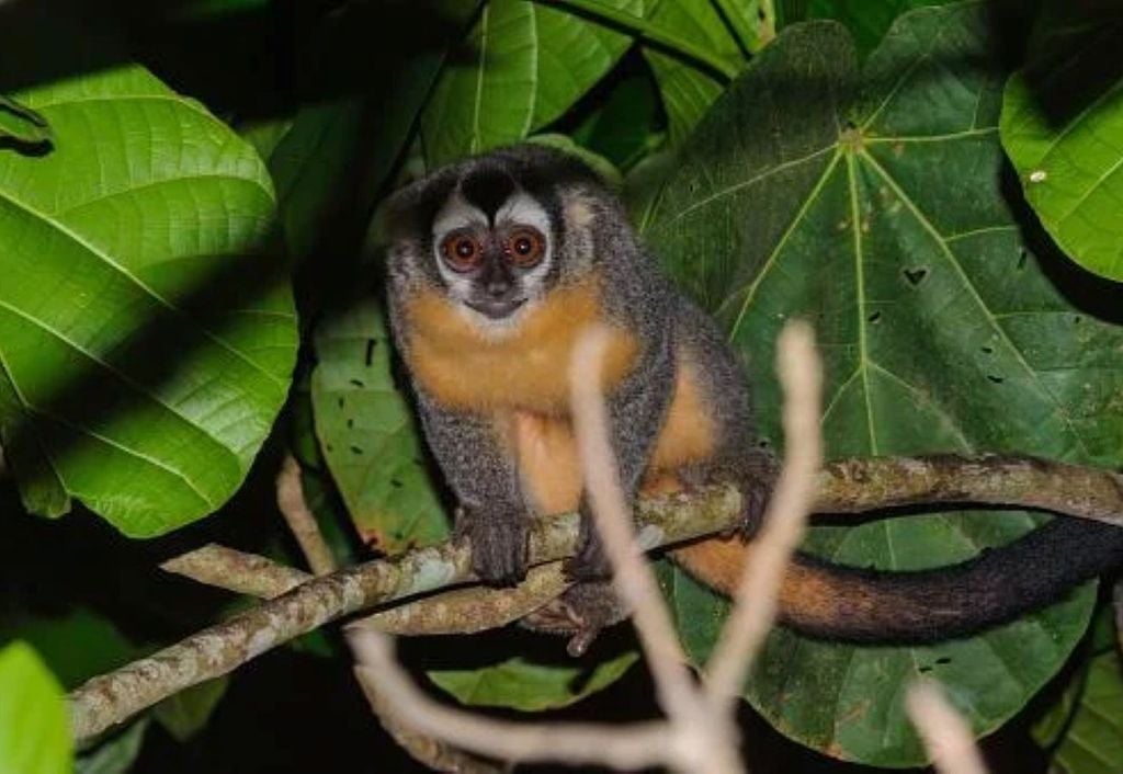 O macaco-coruja, também conhecido como jurupari ou macaco-da-noite, é o único primata verdadeiramente noturno das Américas. O macaco-coruja, também conhecido como jurupari ou macaco-da-noite, é o único primata verdadeiramente noturno das Américas.