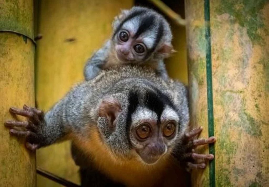 Com olhos grandes adaptados à escuridão, ele vive em florestas tropicais e se destaca pelo comportamento silencioso e discreto. Com olhos grandes adaptados à escuridão, ele vive em florestas tropicais e se destaca pelo comportamento silencioso e discreto.