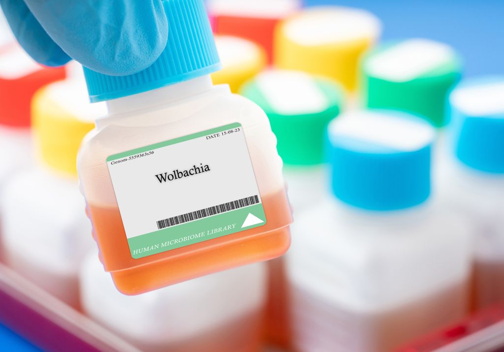 método Wolbachia