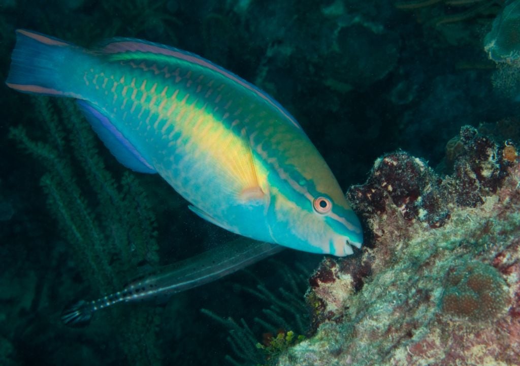 peixe-papagaio; parrotfish