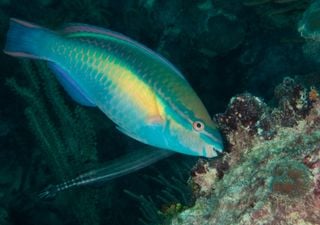Conheça o peixe-papagaio: o peixe que limpa corais e cria areia!