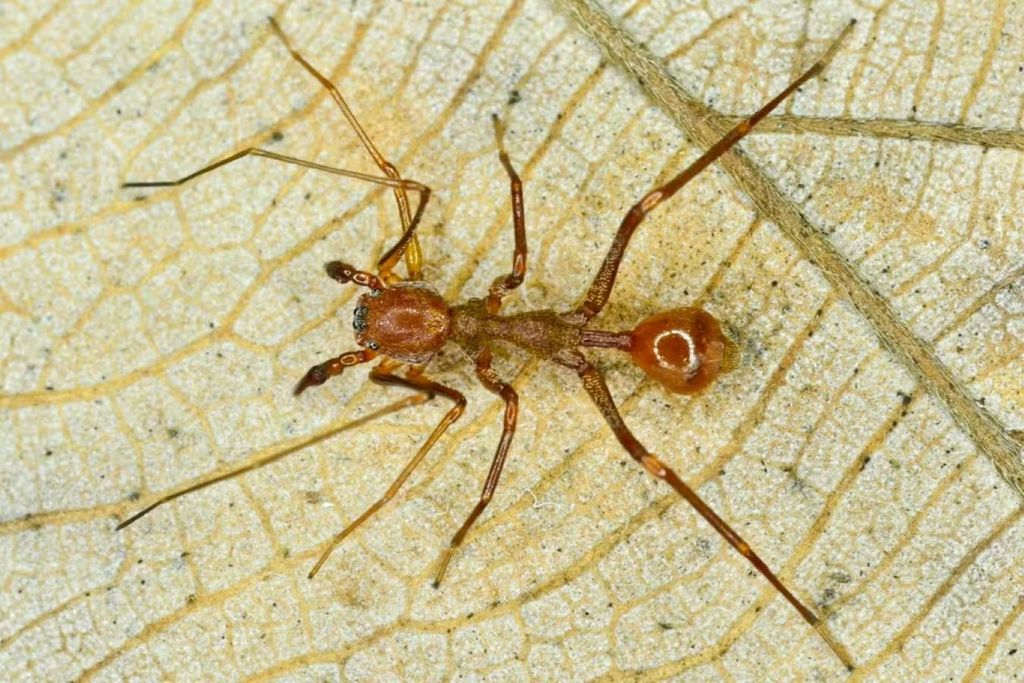 Aranha da espécie Myrmecium ricetti