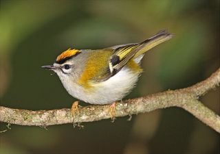 Conheça oito animais e plantas que só encontra em Portugal