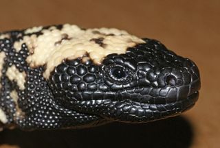 Conheça os lagartos venenosos por trás do remédio Ozempic