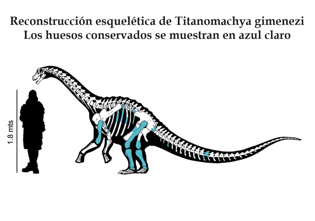 Reconstrucción esquelética de Titanomachya gimenezi . Los huesos conservados se muestran en azul claro. Reconstrucción de Gabriel Lio. Reconstrucción esquelética de Titanomachya gimenezi . Los huesos conservados se muestran en azul claro. Reconstrucción de Gabriel Lio.