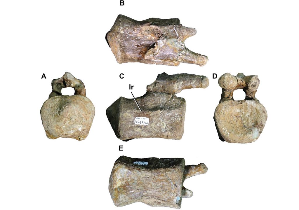Huesos del dinosaurio Titanomachya gimenezi Huesos del dinosaurio Titanomachya gimenezi