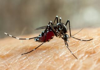 El CONICET investiga el combate del dengue con esterilización del mosquito a través de radiación 