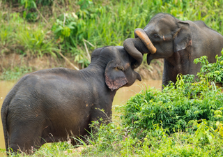 Estudio revela que elefantes asiáticos practican conmovedores rituales funerarios para sus crías