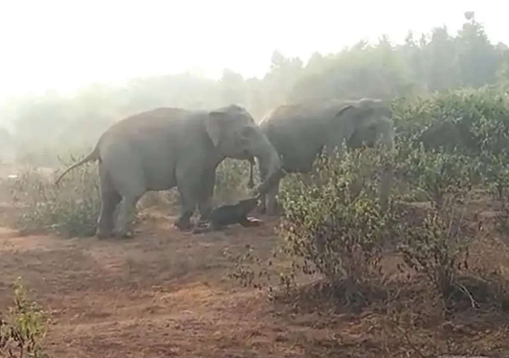 Elefante lleva a su cría muerta Elefante lleva a su cría muerta