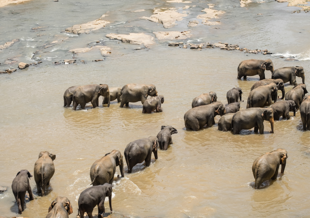 Grupo de elefantes Grupo de elefantes