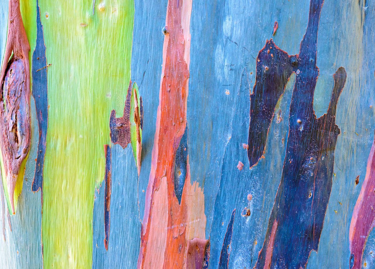 L'eucalyptus arc-en-ciel : l'arbre le plus coloré au monde - Vidéo  Dailymotion
