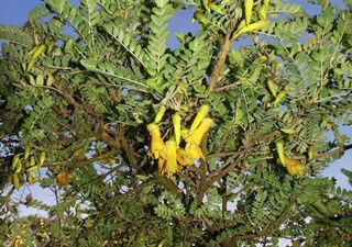 Conoce al árbol toromiro, una especie única de Rapa Nui que se niega a desaparecer