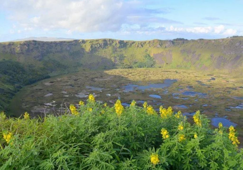 Toromiro en Cráter Rano Kau Toromiro en Cráter Rano Kau