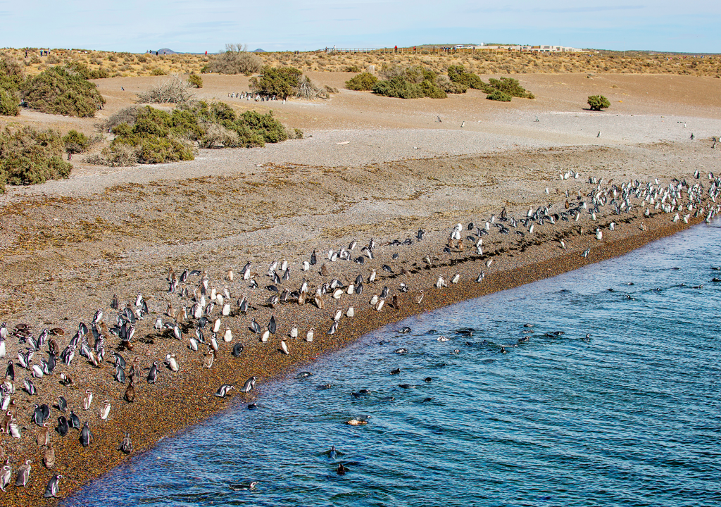 Punta Tombo es un Área Natural Protegida, por lo que solo se puede caminar por los senderos del lugar.