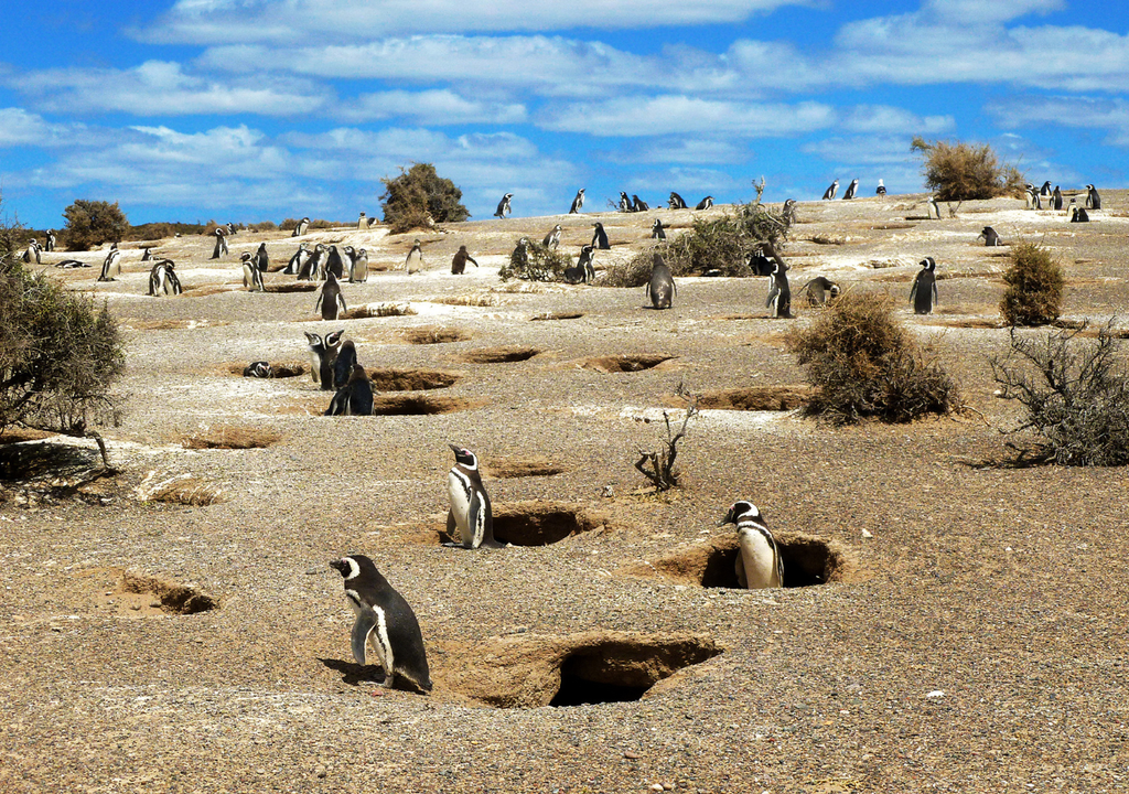 Entre abril y septiembre, los pingüinos de Magallanes migran de Punta Tombo, por lo que la reserva permanece cerrada.