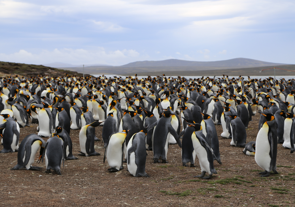 Entre septiembe y abril, la pingüinera de Punta Tombo puede ser visitada por turistas.