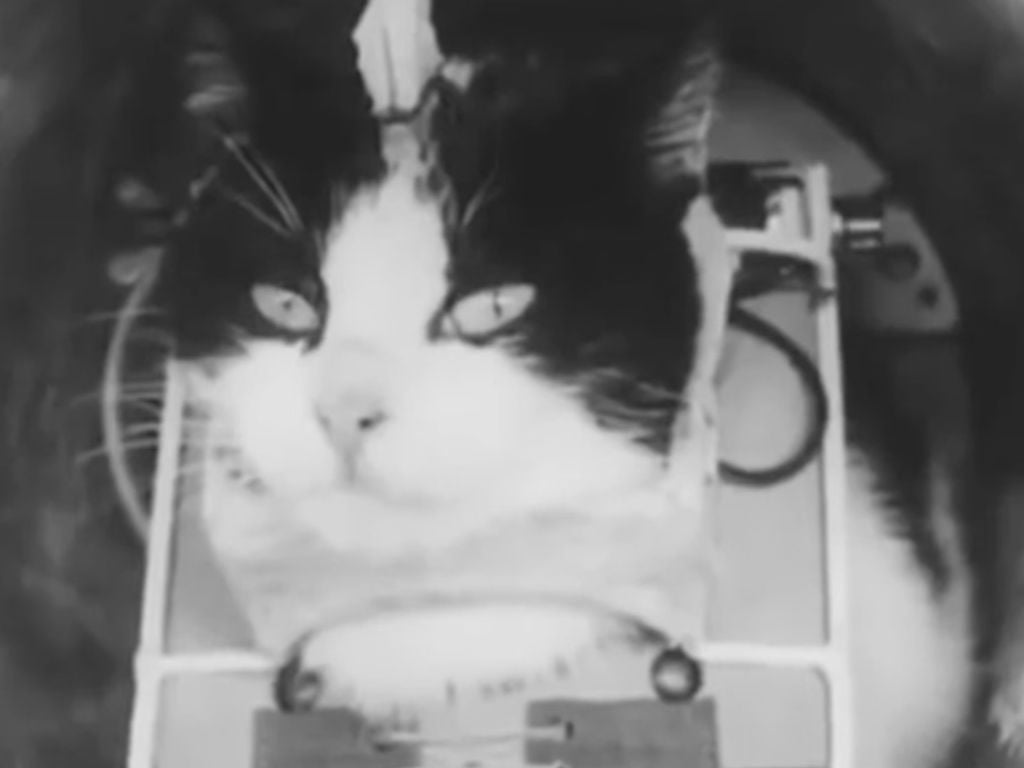 Félicette viajó en una misión suborbital que logró sobrevivir, aunque posteriormente fue sacrificada para estudiar los efectos del vuelo espacial. Fotografía: Matthew Guy.