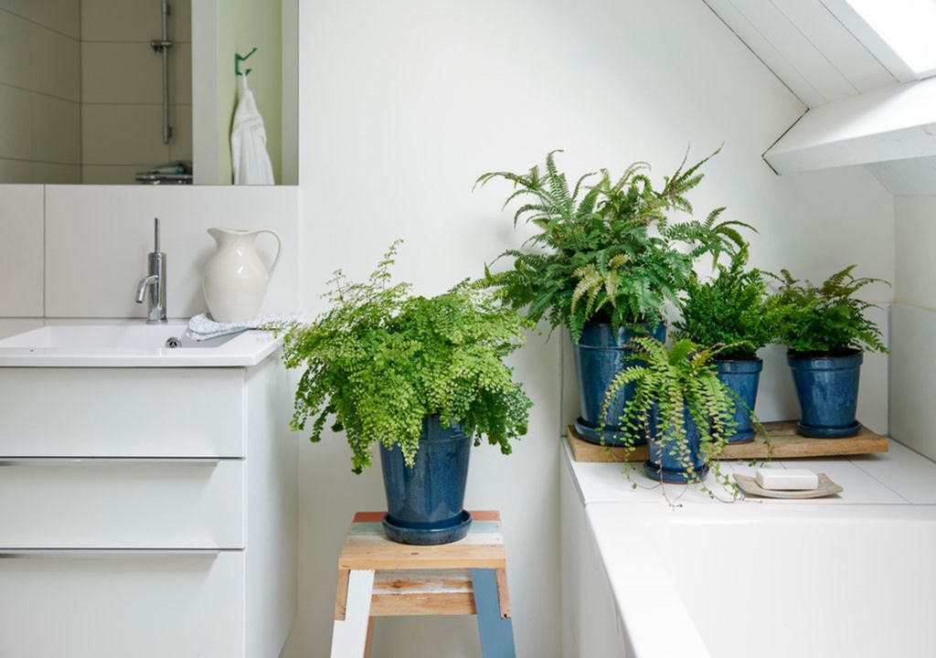 plantas, casa de banho