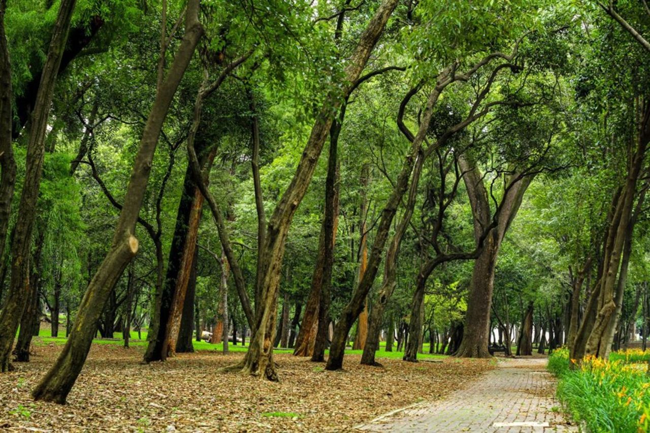 En México también ocurre el característico cambio de color de follaje otoñal en sus bosques templados distribuidos en diversas regiones del país. Fotografía: Bosque de Chapultepec