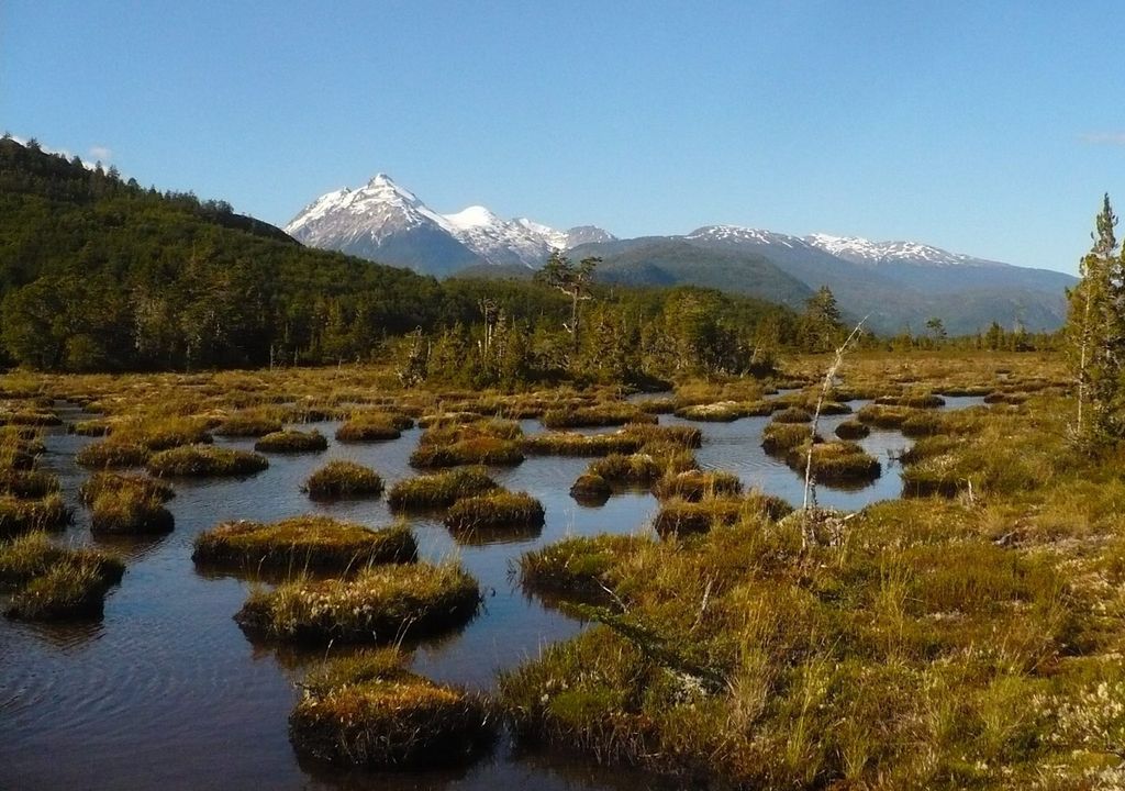 Lago Vargas; Región de Aysén; Turbera