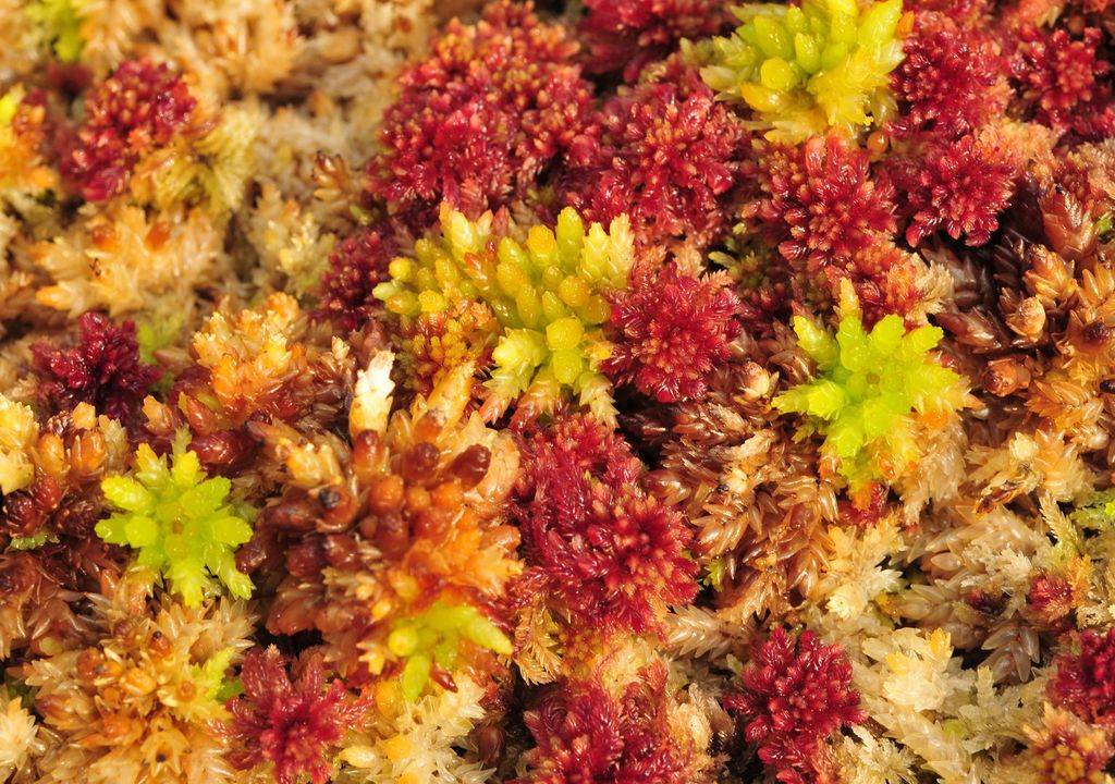 Sphagnum Sphagnum