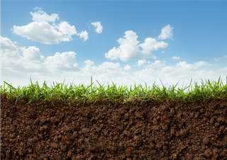 El suelo: la fuente de origen de nuestros alimentos