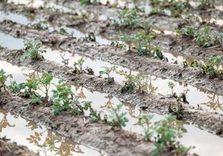 Consejos para recuperar una planta ante el exceso de lluvias