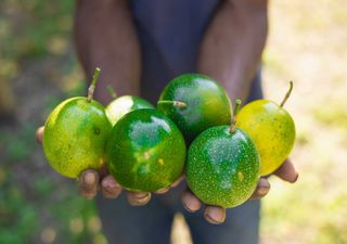 Conselho Económico e Social pede mais dotação orçamental para a agricultura familiar e a estratégia “Água que Une”
