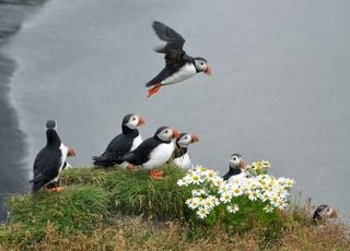 Cons&eacute;quence des temp&ecirc;tes en s&eacute;rie en France : des milliers de macareux s'&eacute;chouent sur toute la c&ocirc;te atlantique