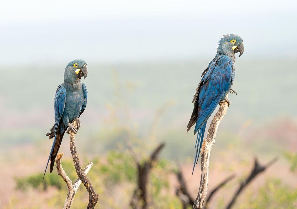 ICMBio suspende soltura de ararinhas-azuis na Bahia após detecção de vírus grave e sem cura ICMBio suspende soltura de ararinhas-azuis na Bahia após detecção de vírus grave e sem cura