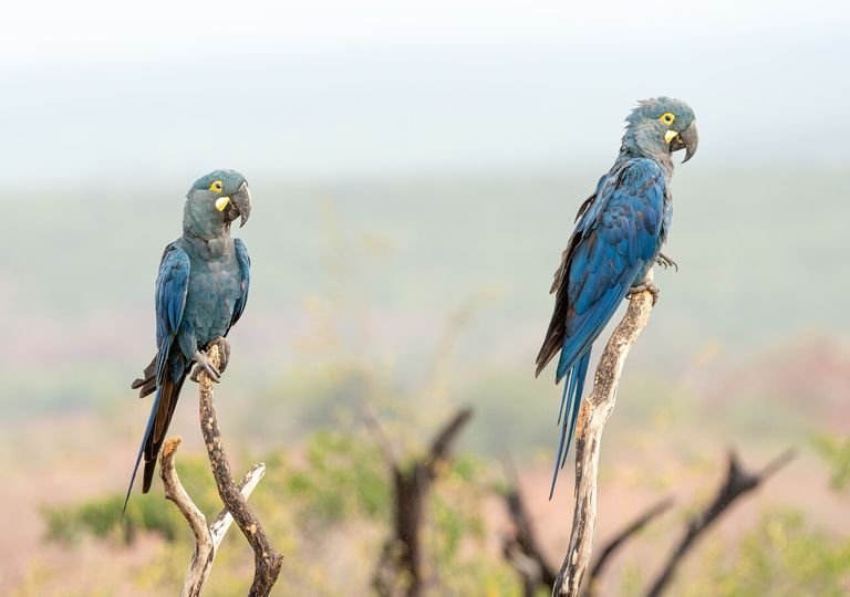 Surto de vírus letal interrompe soltura de ararinhas-azuis e ameaça projeto de conservação da espécie