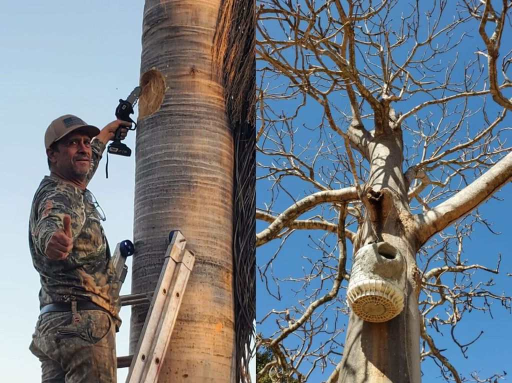 Instalação de ninhos artificiais