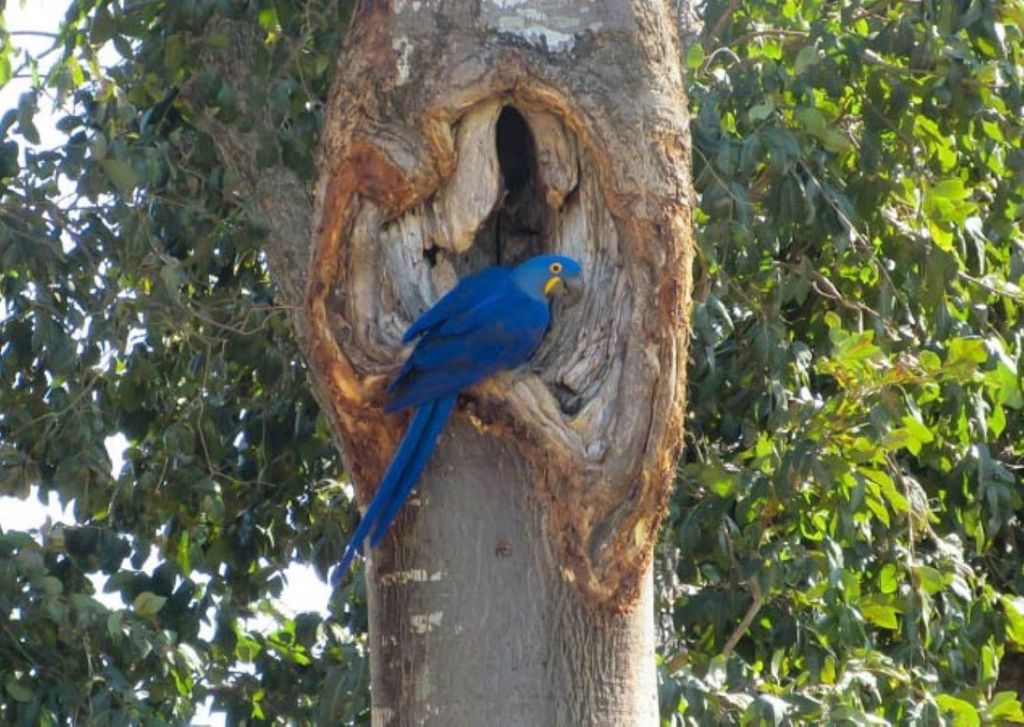 Arara-azul em vida livre