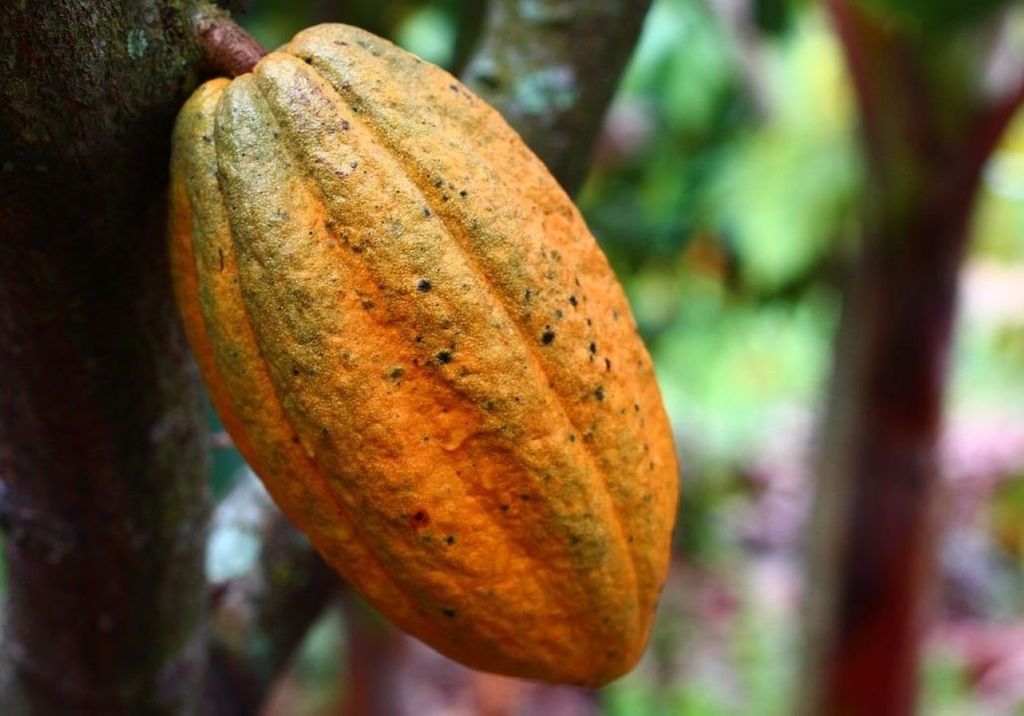 Desmatamento, a fragmentação florestal e as mudanças no uso do solo prejudicam o cultivo do fruto, aponta a pesquisa. Crédito: Foto: Jeser Andrade Arango / Pixabay