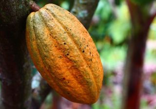 Conservação florestal impulsiona produtividade do cacau no Pará e na Bahia, aponta estudo