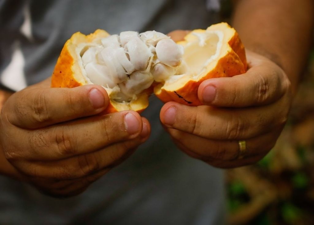 Área analisada abrange 161 municípios responsáveis por 93% da produção nacional de cacau. Crédito: Senar