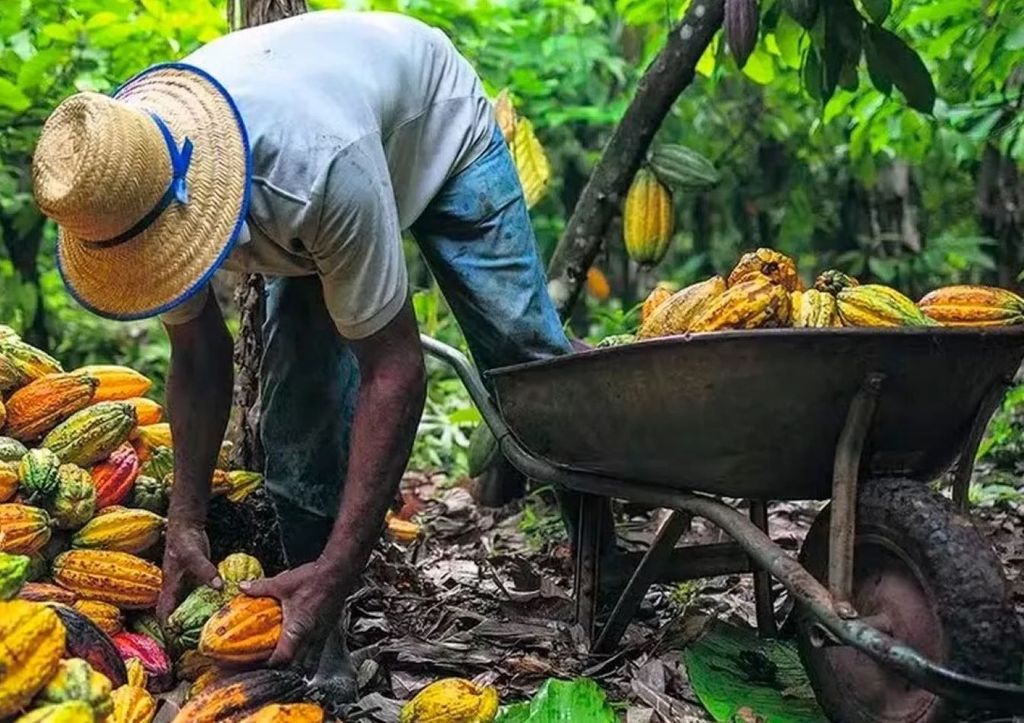 Entre 1985 e 2021, municípios que conservaram ou recuperaram sua cobertura florestal registraram aumento na produtividade do cacau. Crédito: Maíra Erlich/TNC Brasil