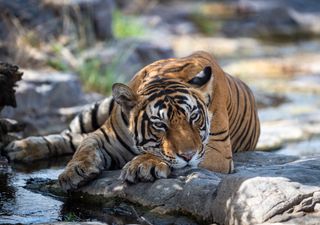 Conservación del medio ambiente: así es cómo acciones locales y globales están frenando la pérdida de biodiversidad