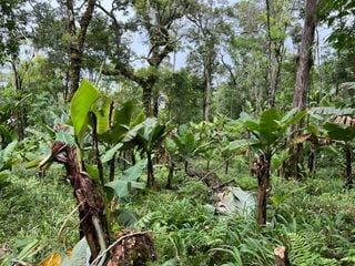 Kew Gardens renovation led to discovery of extremely rare palm tree on expedition