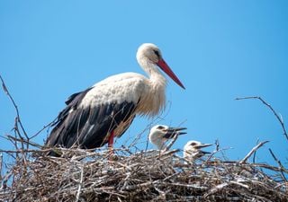 Conservationists eagerly await first UK stork chicks in centuries