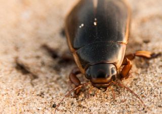 Incroyable mais vrai : le coléoptère mangeur de moustiques réapparaît après des années de disparition !