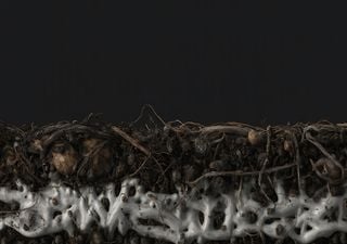 Construir a partir de fungos? Cient&iacute;ficos prop&otilde;em material que pode substituir o cimento