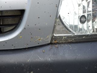 Ciencia ciudadana: contabilizar la supuesta disminuci&oacute;n de insectos voladores "atropellados" por veh&iacute;culos