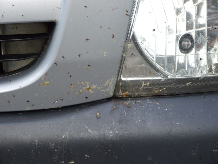 Ciencia ciudadana: contabilizar la supuesta disminuci&oacute;n de insectos voladores "atropellados" por veh&iacute;culos