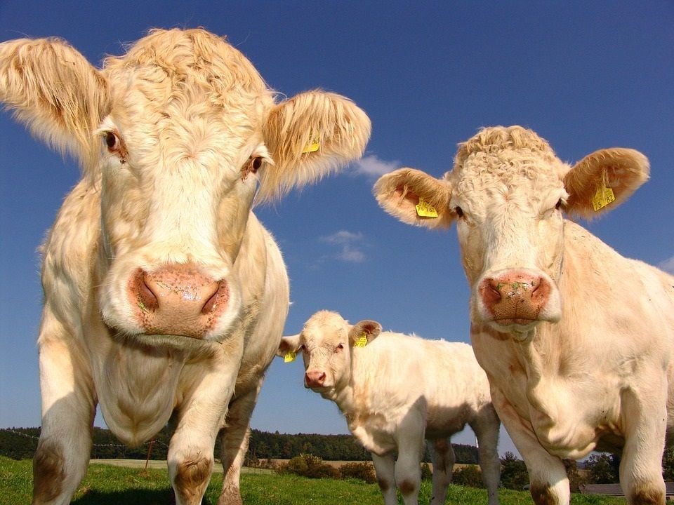 Kühe und der Klimawandel